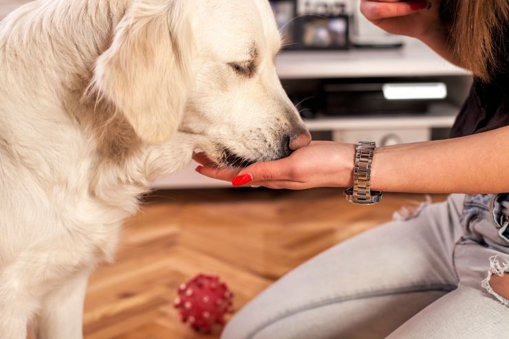 snack rinfrescanti per cani ricetta