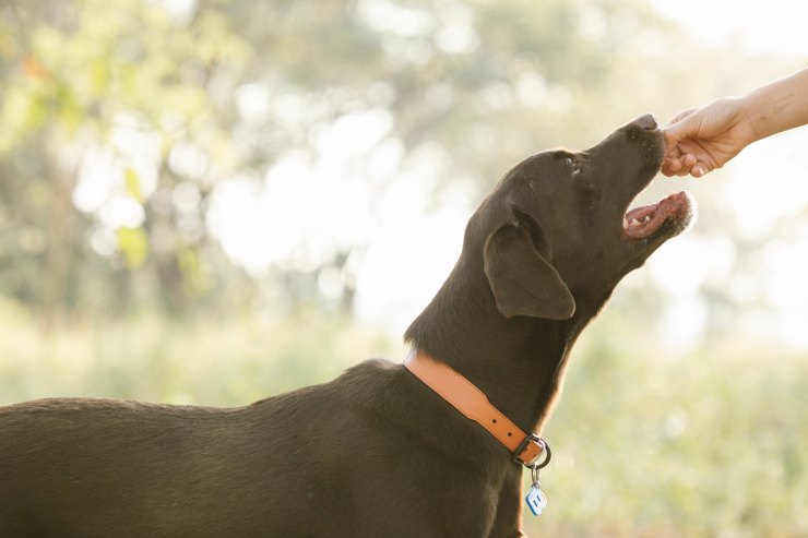 cibi che il cane non dovrebbe mai mangiare