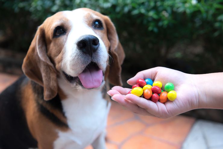 Dieta del cane