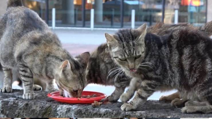 gatti di pescara