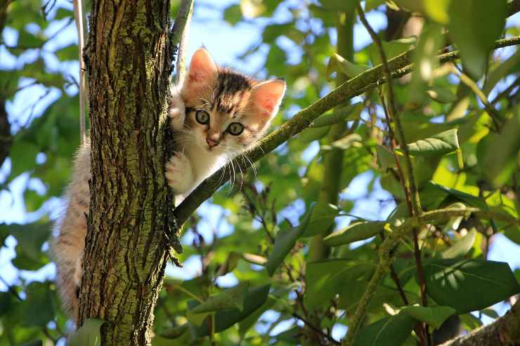 gatti salgono alto come aiutarli