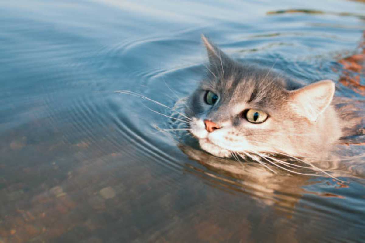 Sindaco salva un gatto mentre sta per annegare