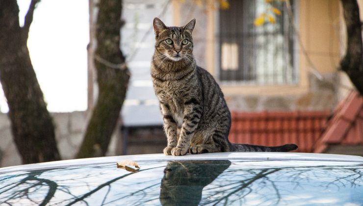 Sindaco salva un gatto mentre sta per annegare