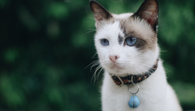 Gatto stressato: come funziona il collare anti stress