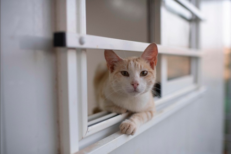 curiosità gatto può portarlo a entrare nel giardino dei vicini