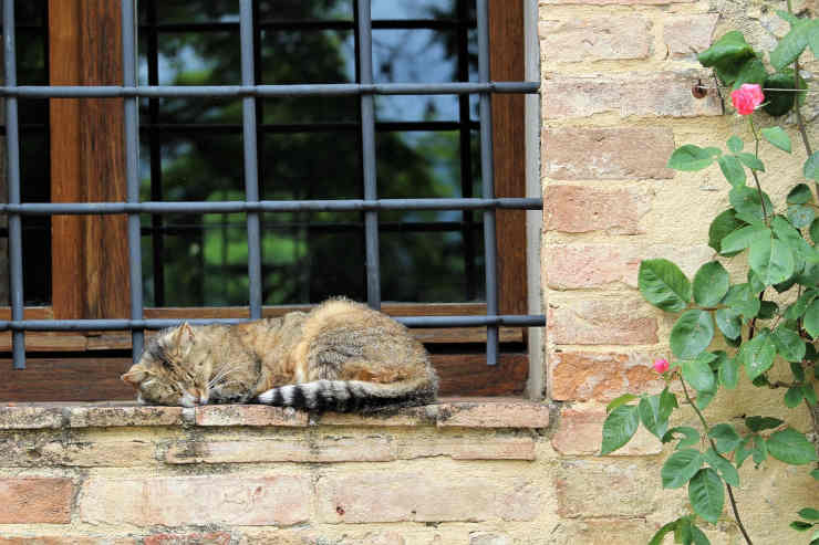 Gatto che dorme