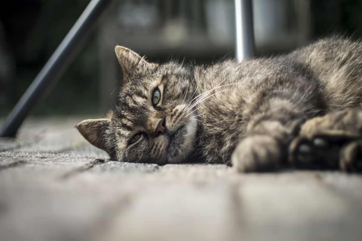 gatto ucciso e lasciato in strada