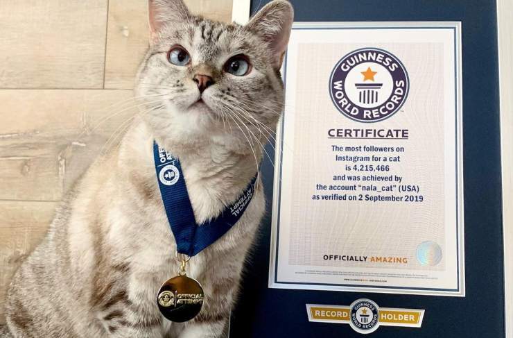 Nala, il gatto da guinness per il numero di followers su Instagram