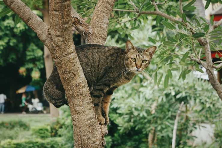 Gatto selvatico Parco dell'Aspromonte