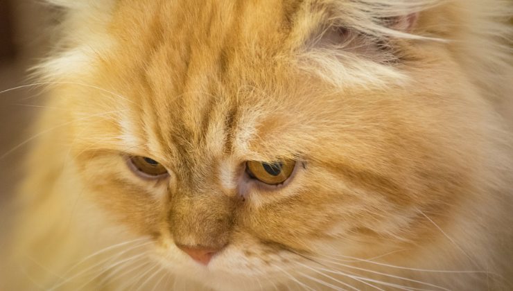 il tuo gatto può piangere di tristezza?