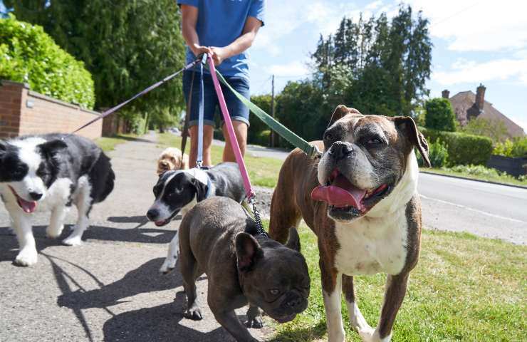 gps per localizzare i cani