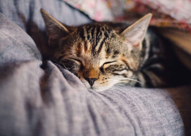 Sintomi del mal di denti nel gatto