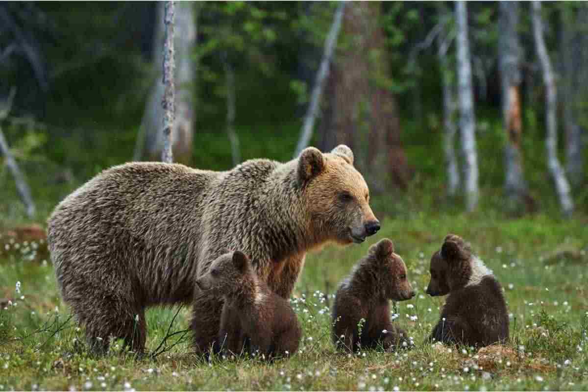 mamma orsa inseguita