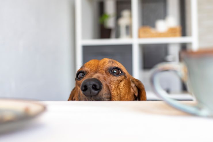 cane intorno al tavolo