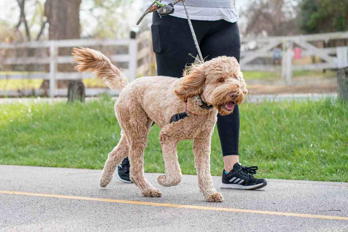 trucchi passeggiata con il cane