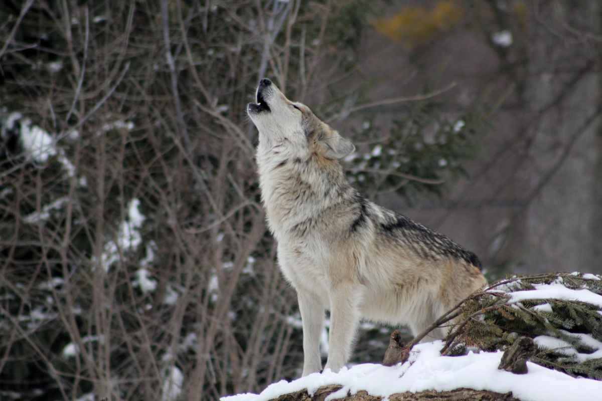 ritrova un lupo nel bosco_c