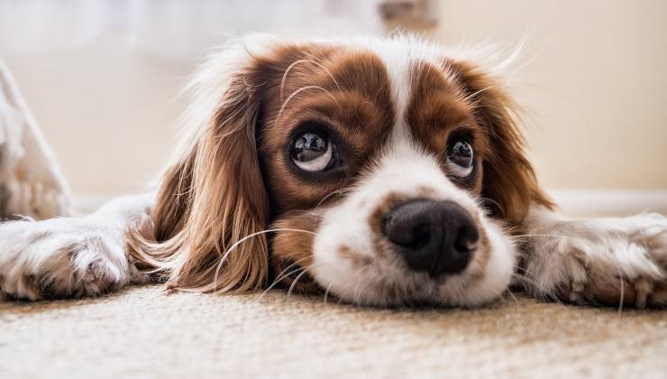 test visivo dei cagnolini 