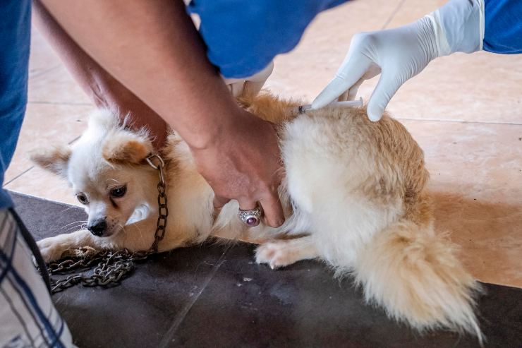 se cane soffre e piange fargli fare visita dal dottore