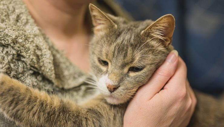 Gatto con la sua padrona