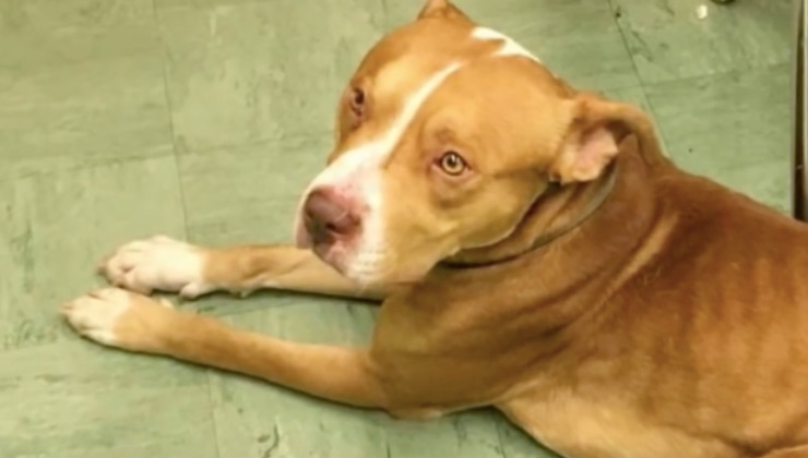 Il cane Pit Bull seduto appena tratto 