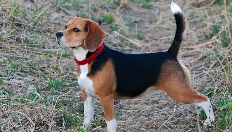 Beagle nel parco con la coda alta 