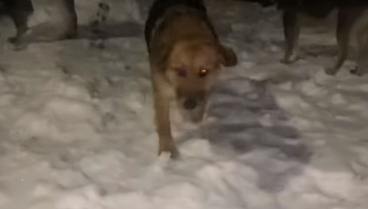 cane entra nel rifugio da solo