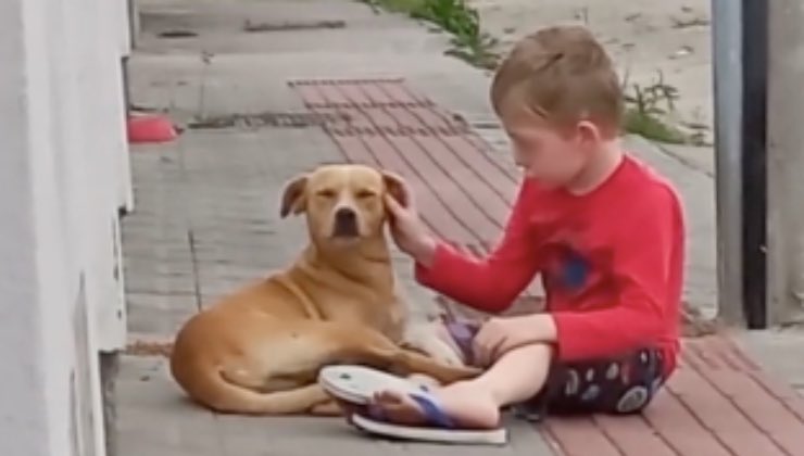 Cane randagio in strada accarezzato dal bambino con la maglia rossa 