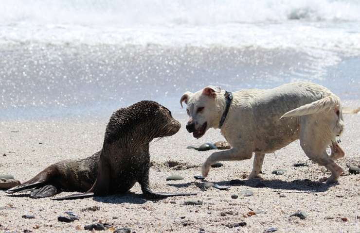 Agguato del cane: Un atteggiamento da "controllare