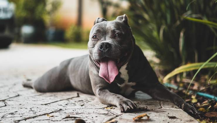 Cane che mostra la lingua 