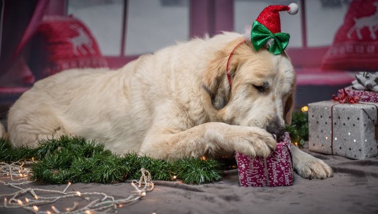 Cane bianco tra gli addobbi apre un pacco da Natale