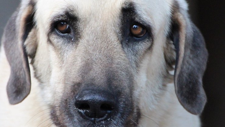 Cane con lo sguardo triste 