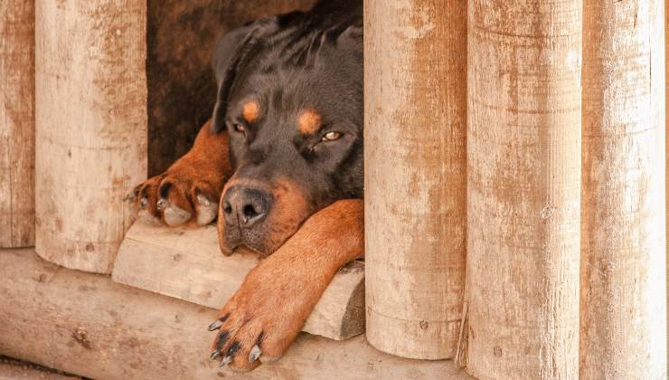 cane non ha voglia di giocare