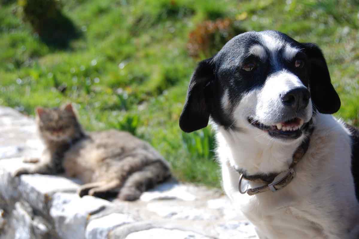 Cane e gatto sul prato