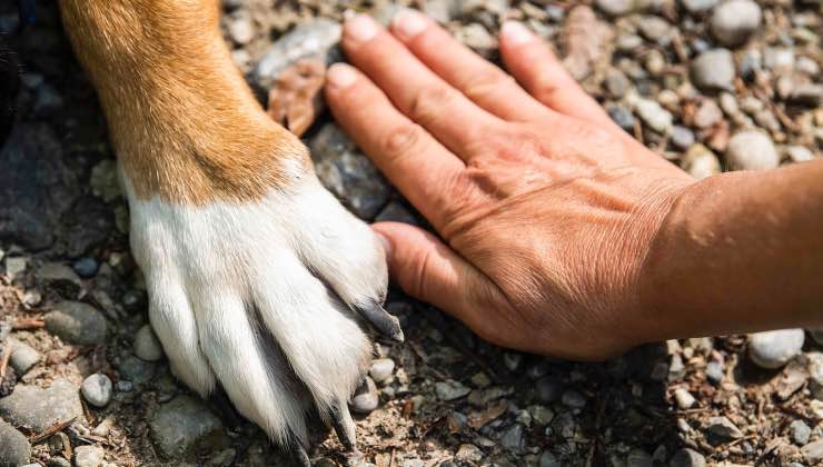 Zampa di cane e mano di uomo 