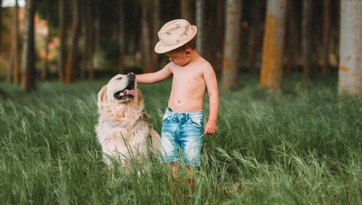 Cane riceve una carezza da un bambino 