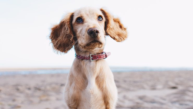 Cane ha l'attenzione del proprietario