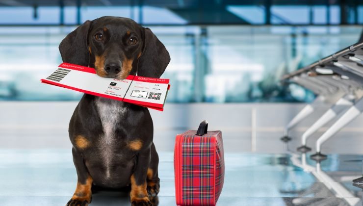 Cane in aeroporto