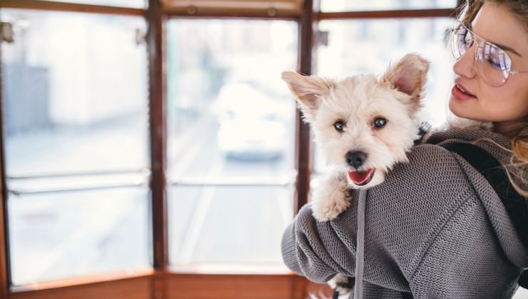 Cane in tram con la padrona