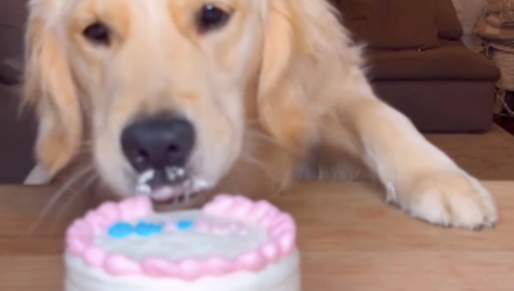 Cucciolo di Golden Retriever con la torta 