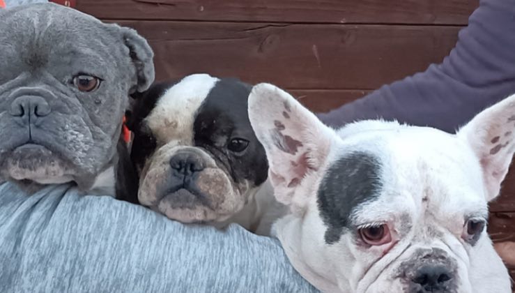 Le 3 cagnoline salvate dallo shock delle gravidanze 