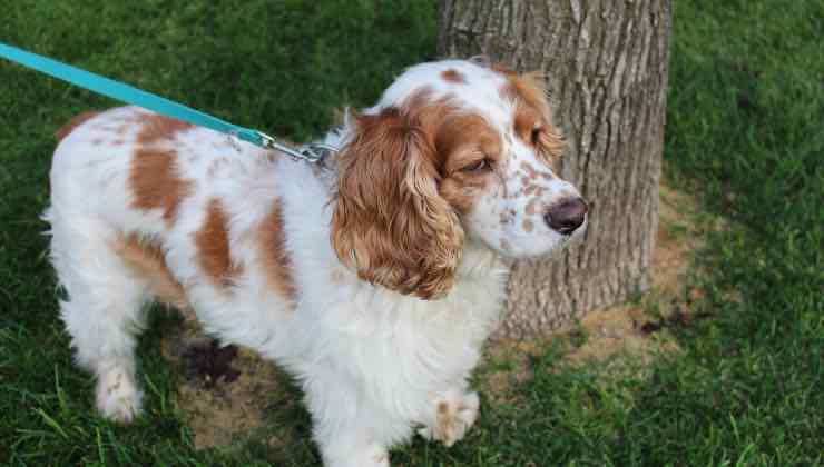 cocker spaniel accanto a un albero 