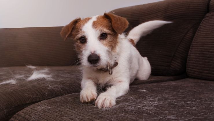 Peli del cane sul divano