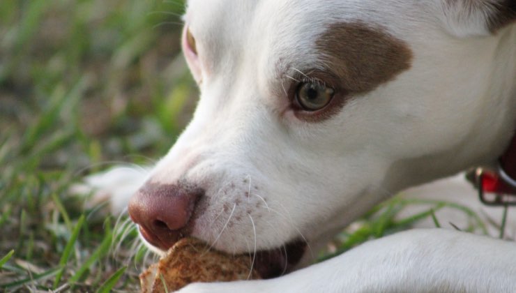 Cucciolo di cane mangia nel prato 