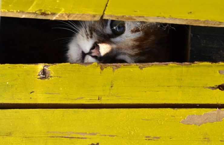 Un gatto nascosto in casa può essere difficile da stanare