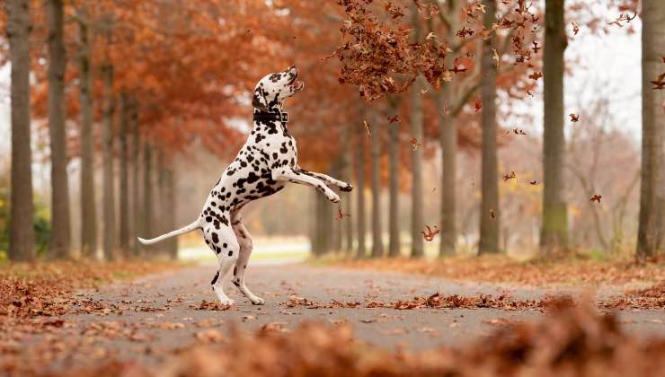 Dalmata salta tra le foglie d'autunno 