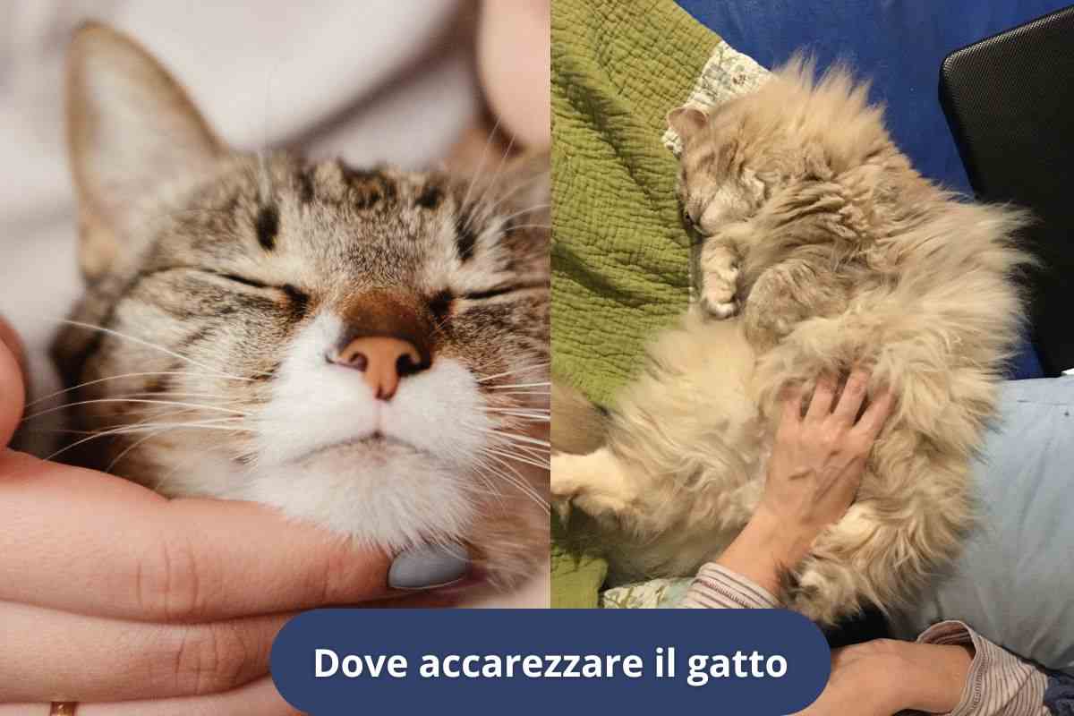 Accarezzare il gatto sotto al mento e sulla pancia