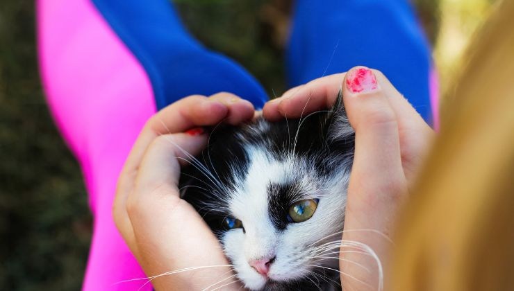 Tenere la testa del gatto tra le mani