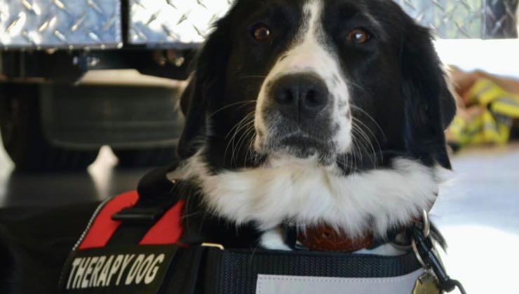 Cagnolina con giubbotto da dog-therapy 