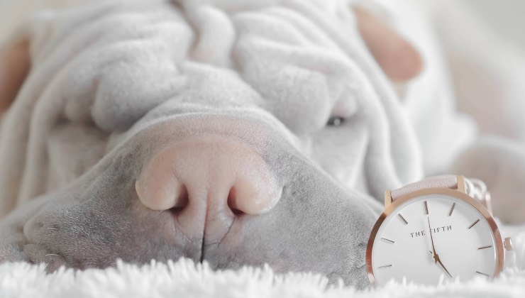 Cane sdraiato al fianco dell'orologio 