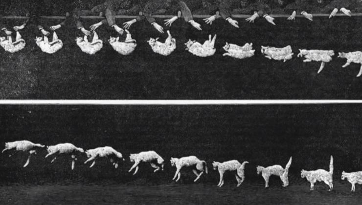 Fotogrammi di Étienne Jules Marey